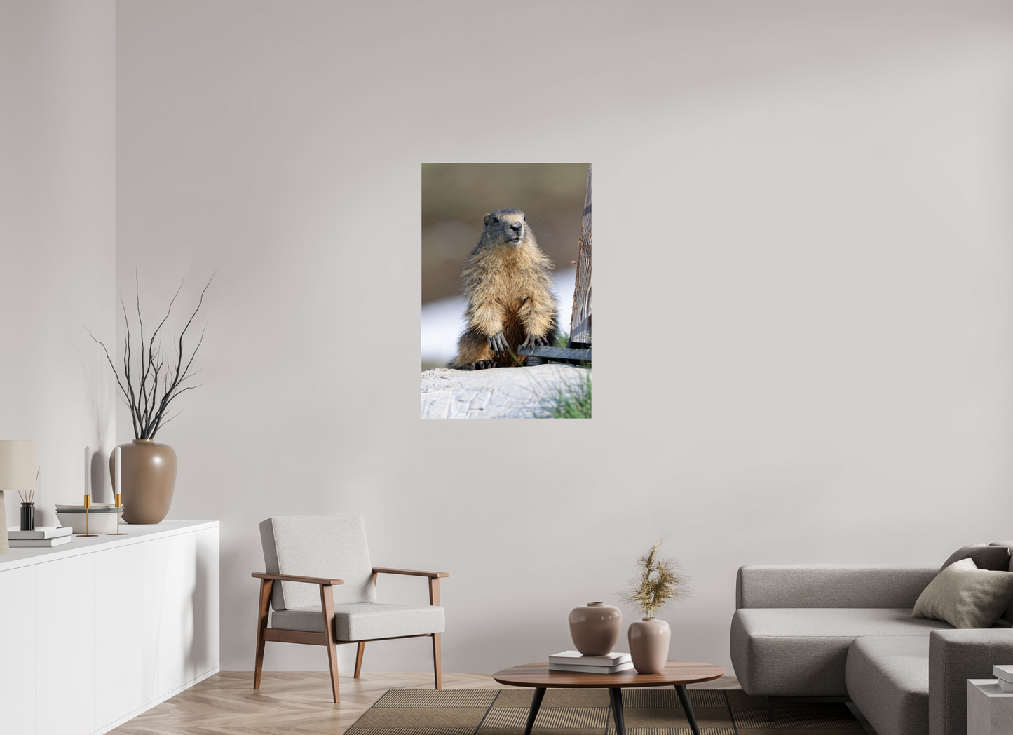 Marmotte / Groundhog