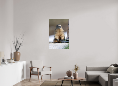Marmotte / Groundhog