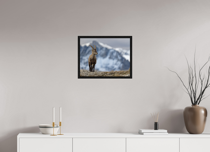 Bouquetin / Ibex