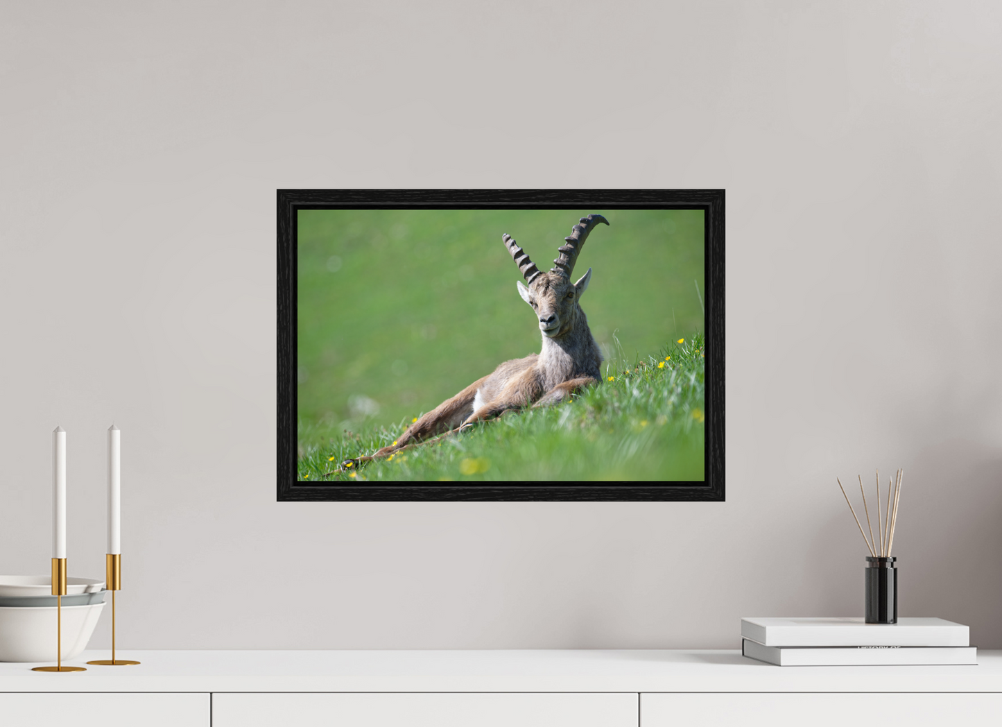 Bouquetin / Ibex