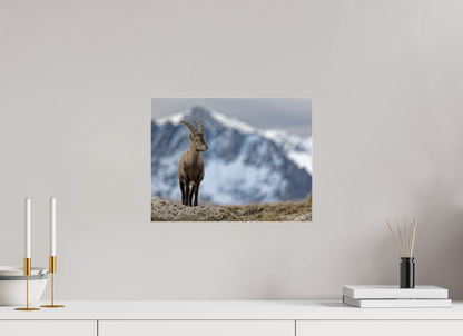 Bouquetin / Ibex
