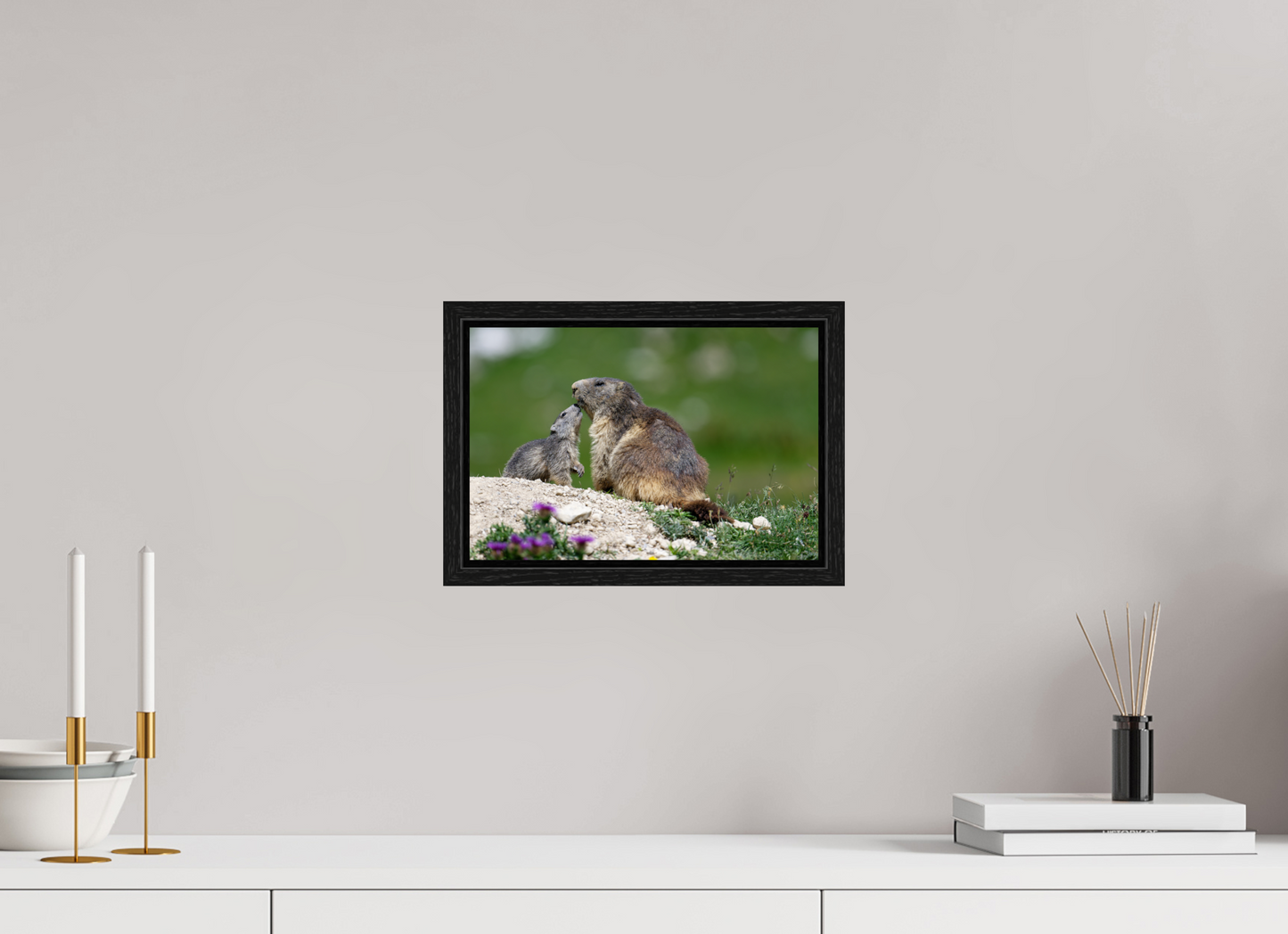 Marmotte / Groundhog