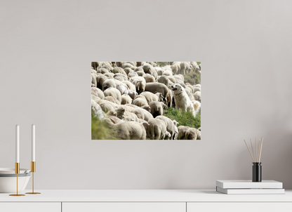 Autres animaux / Other animals