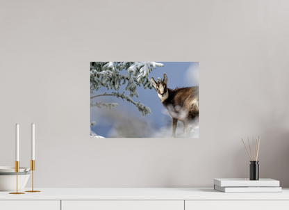 Chamois