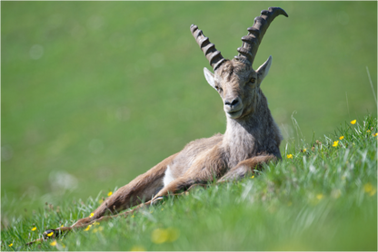 Bouquetin / Ibex