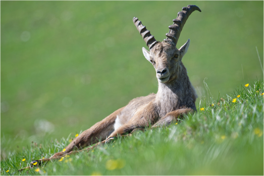 Bouquetin / Ibex