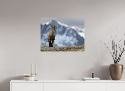 Bouquetin / Ibex