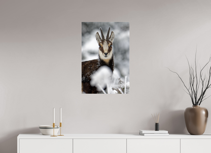 Chamois