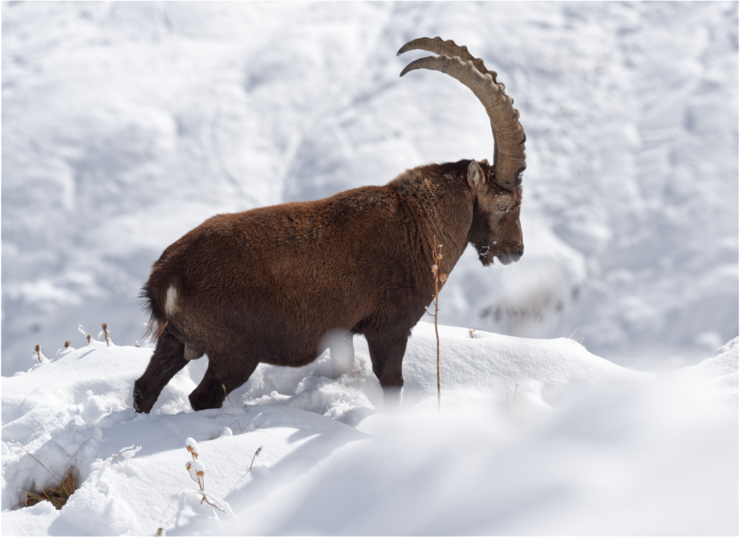 Bouquetin / Ibex