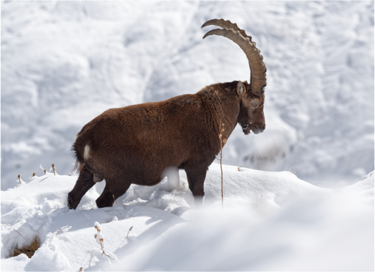 Bouquetin / Ibex