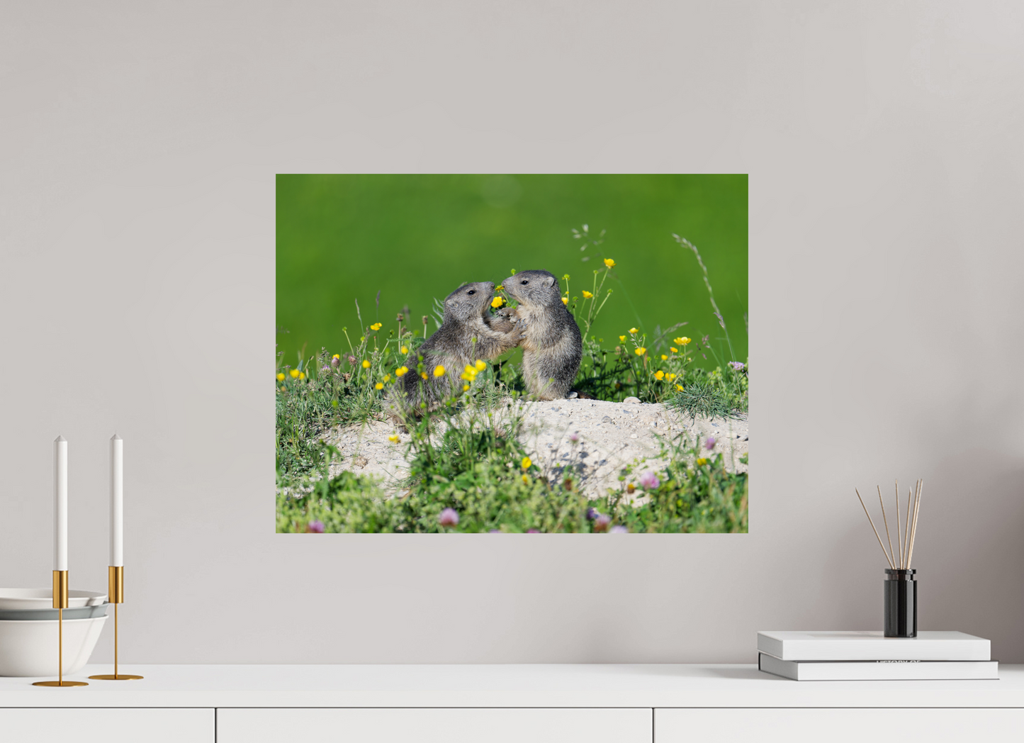 Marmotte / Groundhog