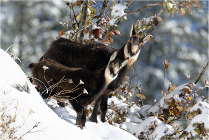 Chamois