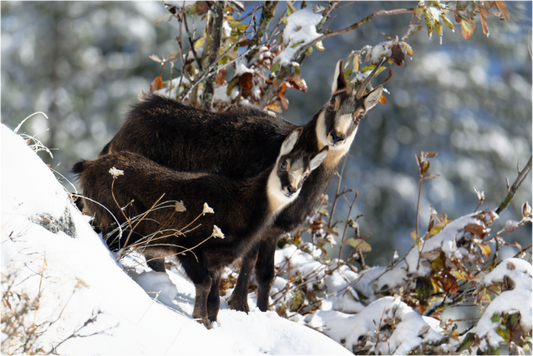 Chamois