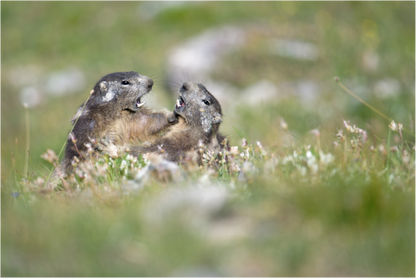 Marmotte / Groundhog