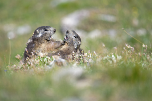 Marmotte / Groundhog