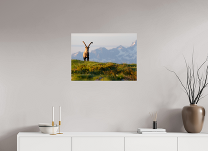 Bouquetin / Ibex