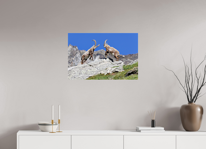 Bouquetin / Ibex