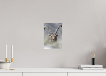 Bouquetin / Ibex
