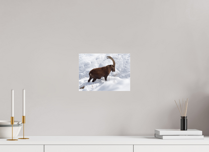 Bouquetin / Ibex