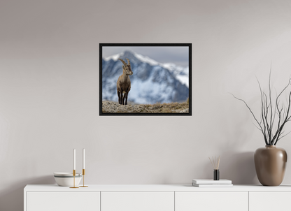 Bouquetin / Ibex