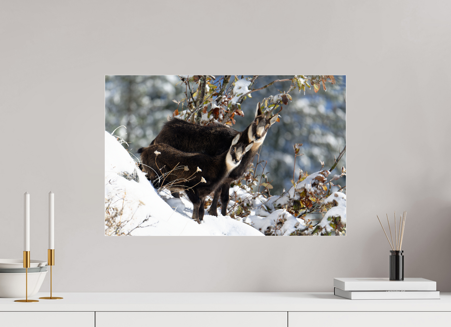 Chamois