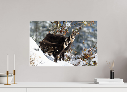 Chamois