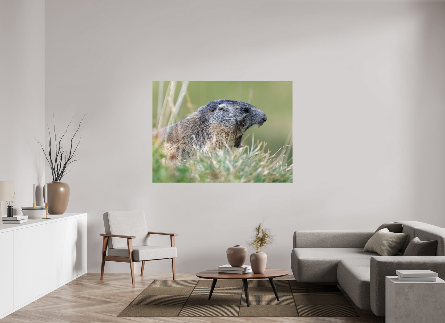 Marmotte / Groundhog