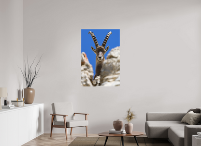 Bouquetin / Ibex