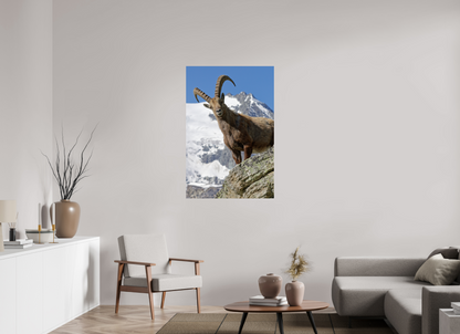 Bouquetin / Ibex