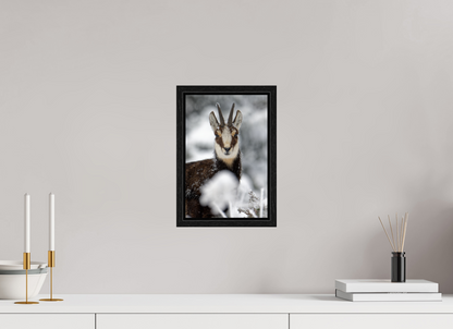 Chamois