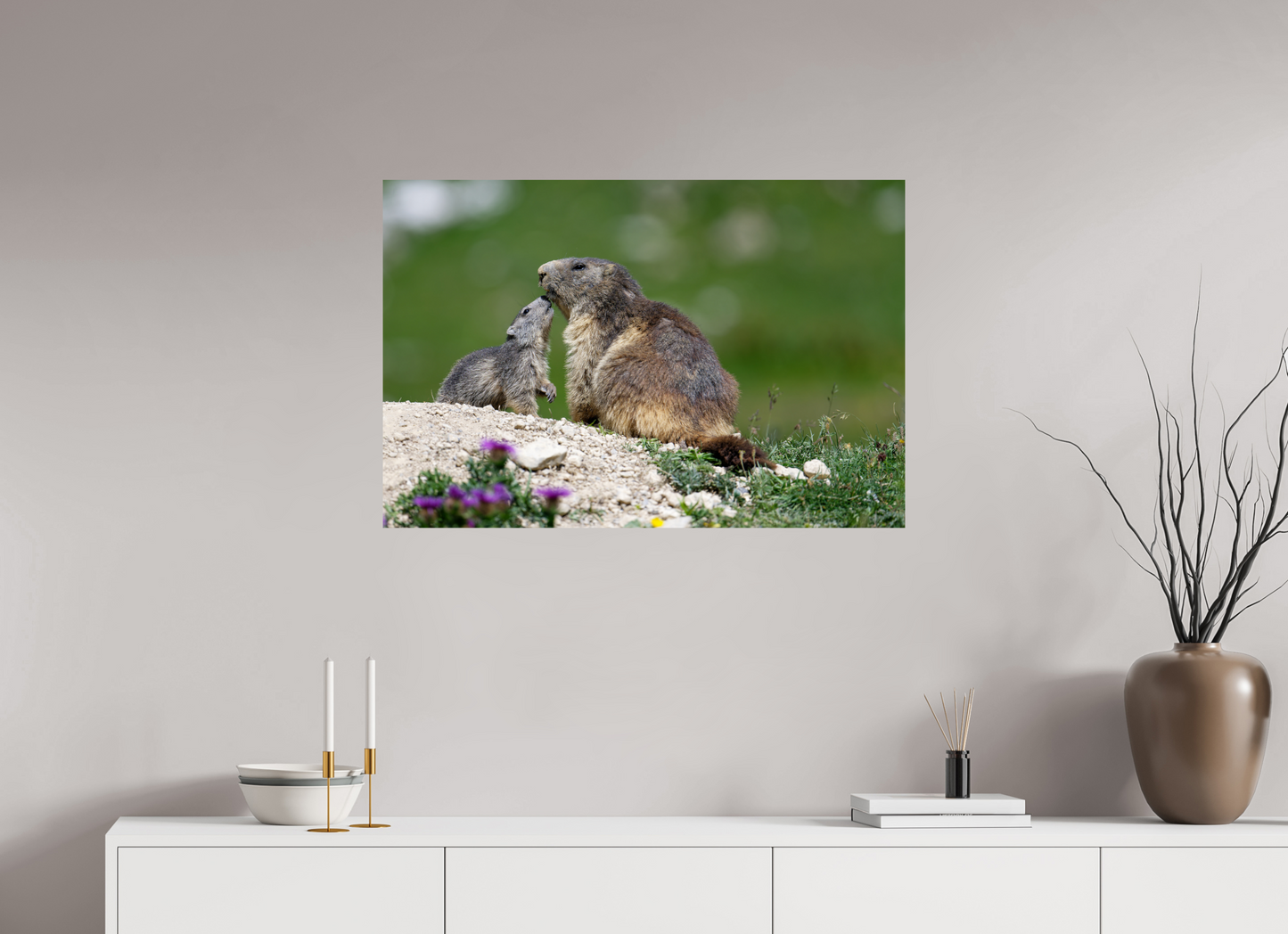 Marmotte / Groundhog