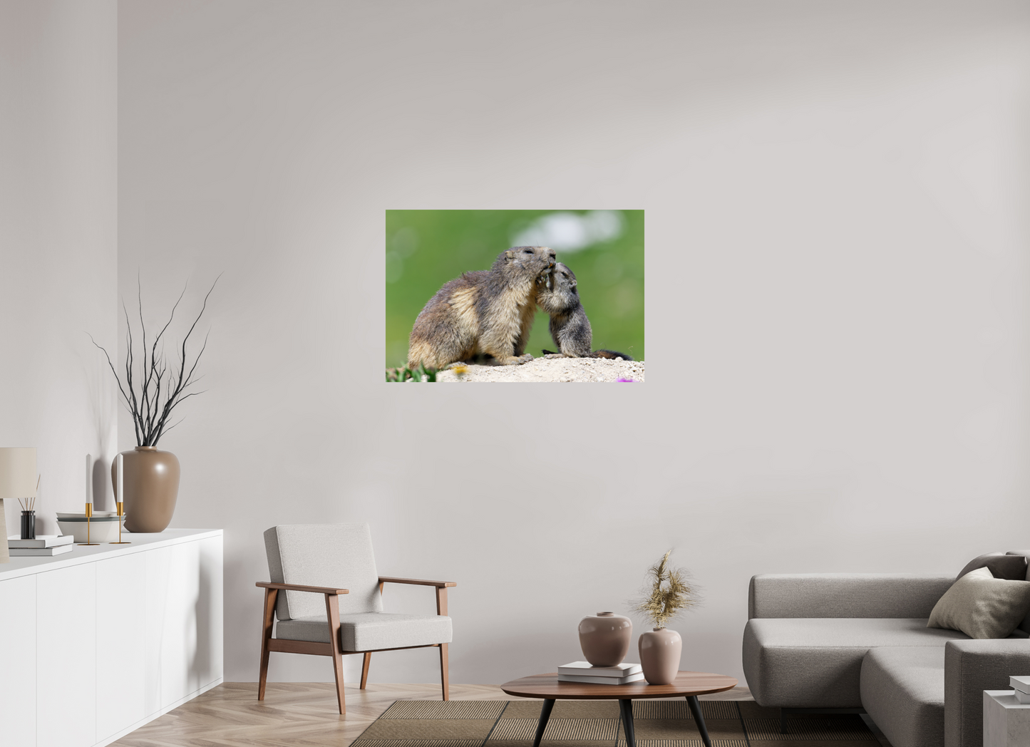 Marmotte / Groundhog