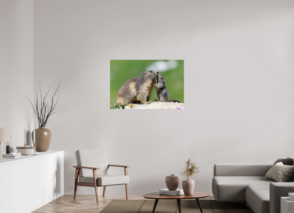 Marmotte / Groundhog
