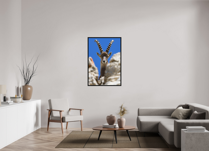 Bouquetin / Ibex