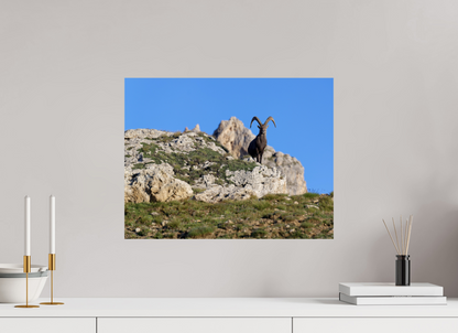 Bouquetin / Ibex