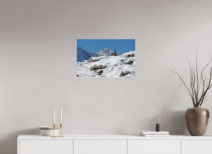 Bouquetin / Ibex
