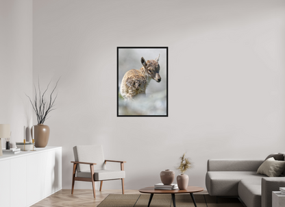 Bouquetin / Ibex