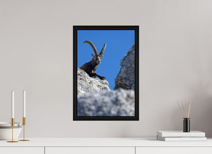 Bouquetin / Ibex