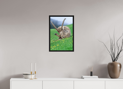 Bouquetin / Ibex