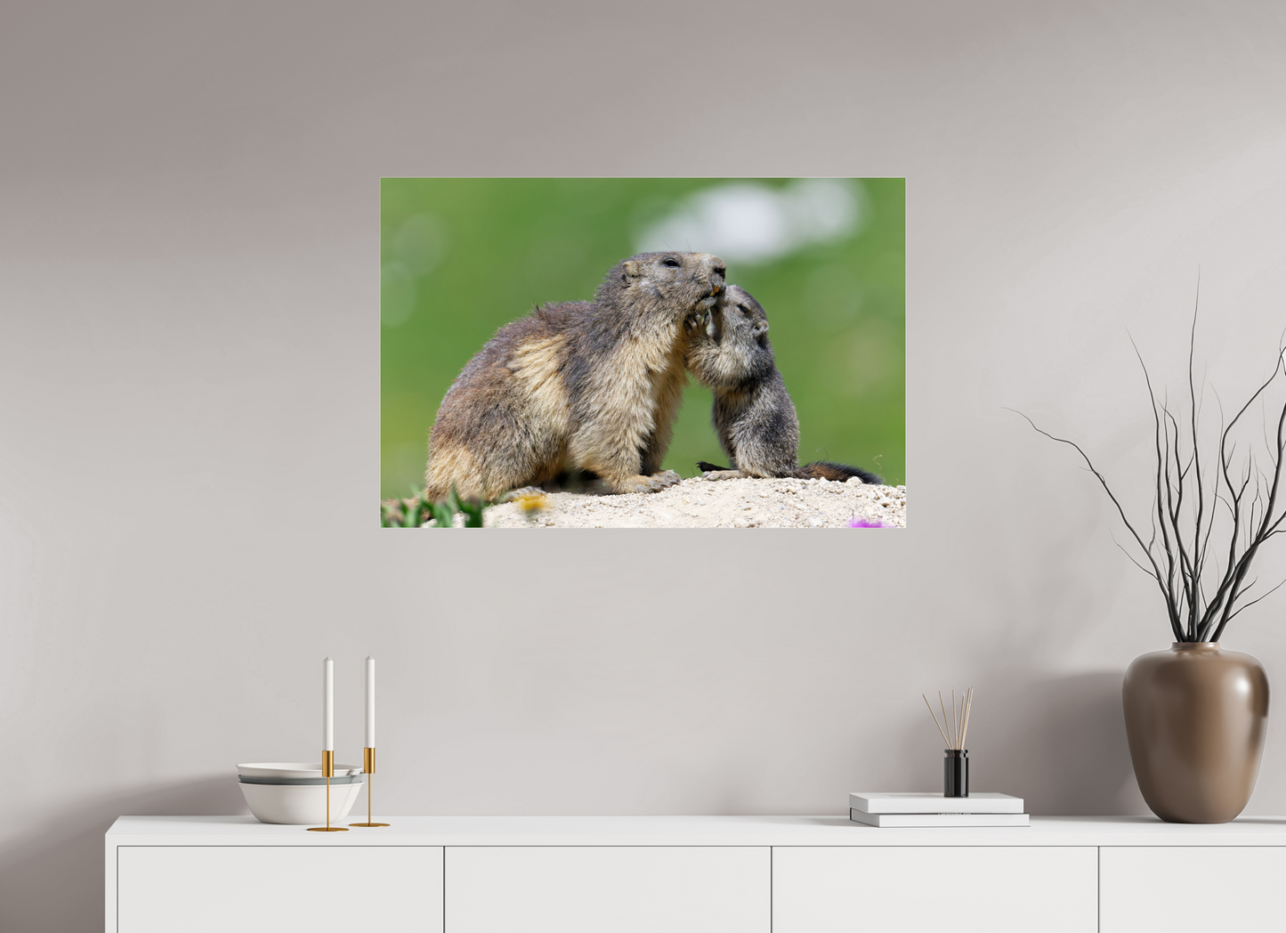 Marmotte / Groundhog