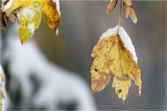 Automne / Autumn