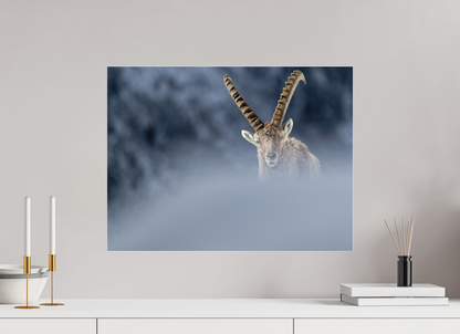 Bouquetin / Ibex
