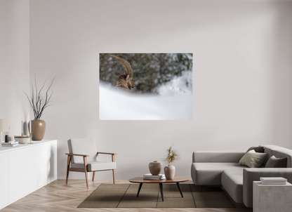 Bouquetin / Ibex