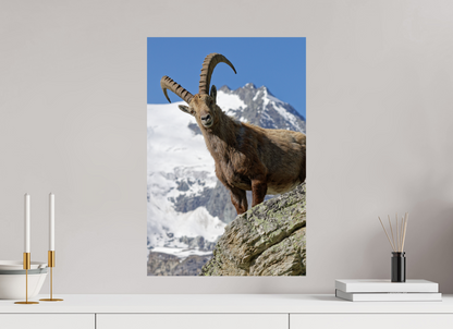 Bouquetin / Ibex