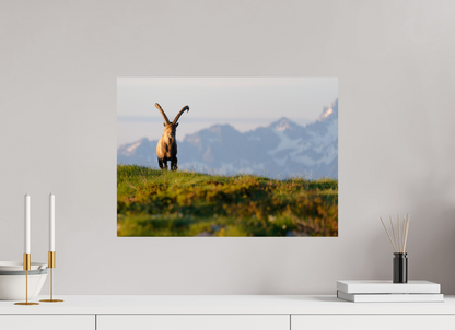 Bouquetin / Ibex