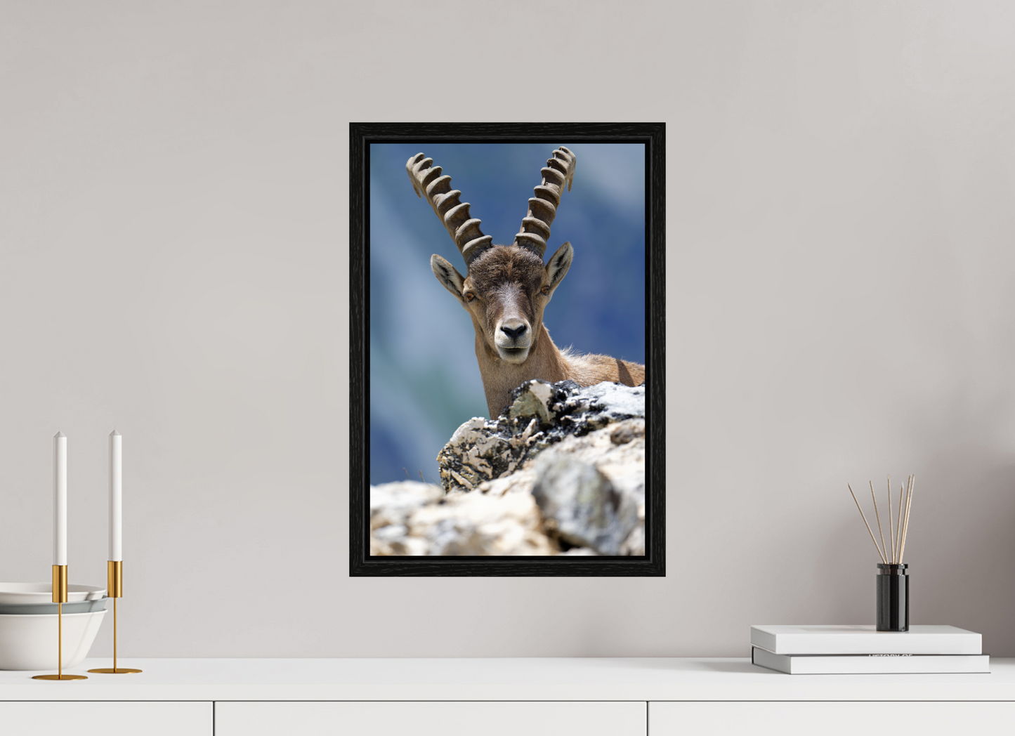 Bouquetin / Ibex