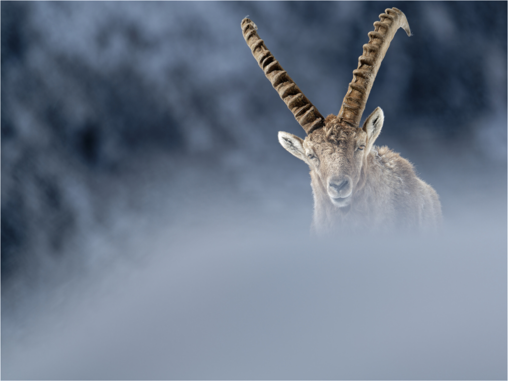 Bouquetin / Ibex