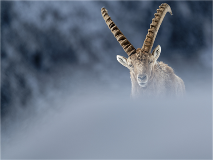 Bouquetin / Ibex