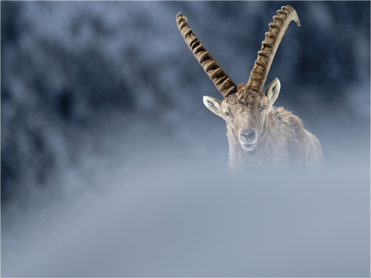 Bouquetin / Ibex