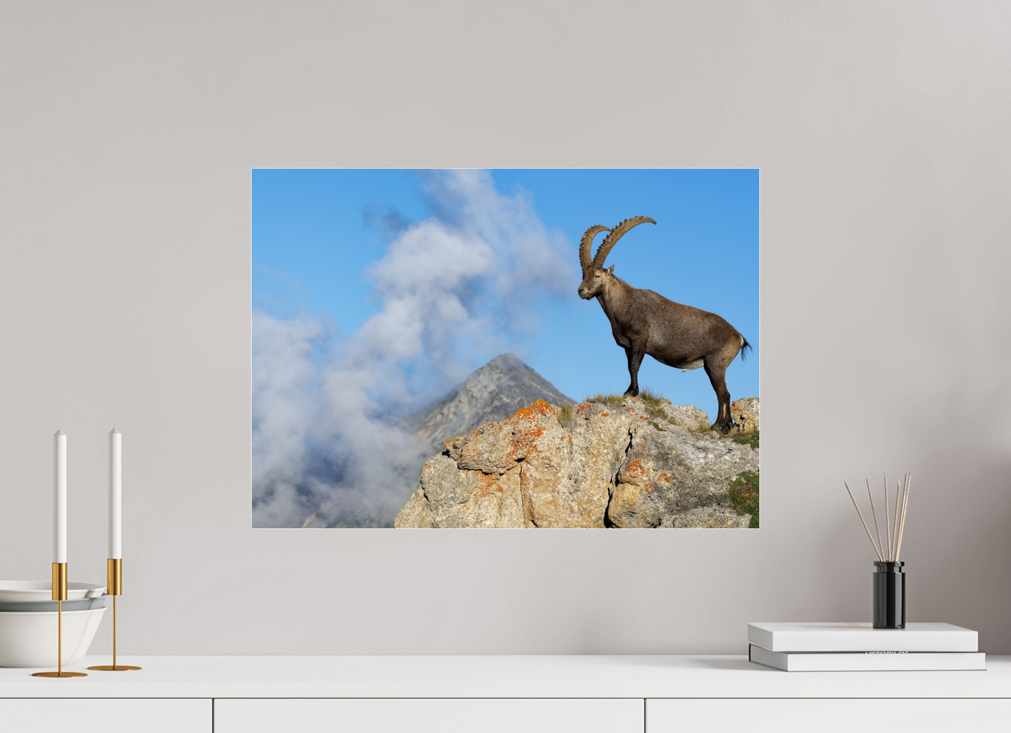 Bouquetin / Ibex